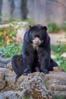 Sun bear