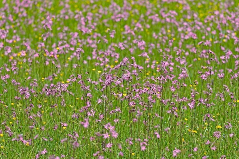 Mountain meadow with wildflowers