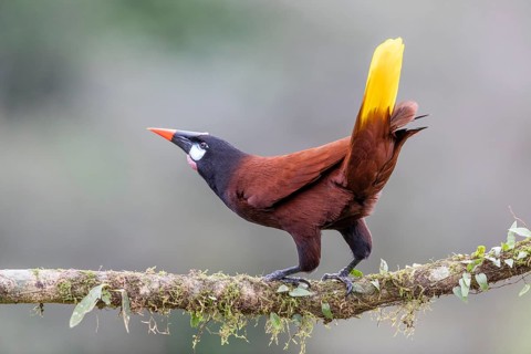 Montezuma Oropendola