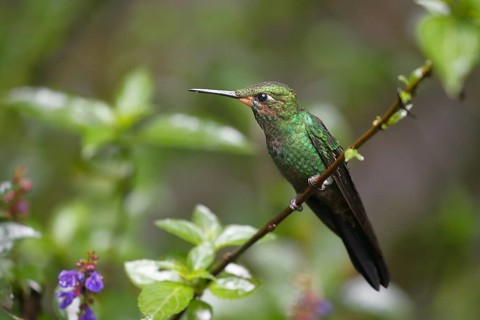 Green-crowned brilliant