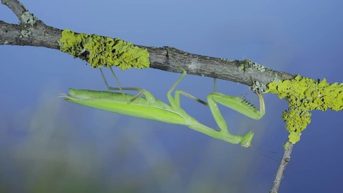 Closeup portrait of Green praying mantis hangs under tree branch on green grass and blue sky background. European mantis