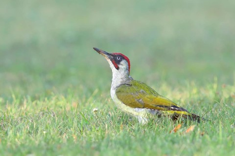 European green woodpecker