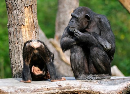 Western chimpanzee