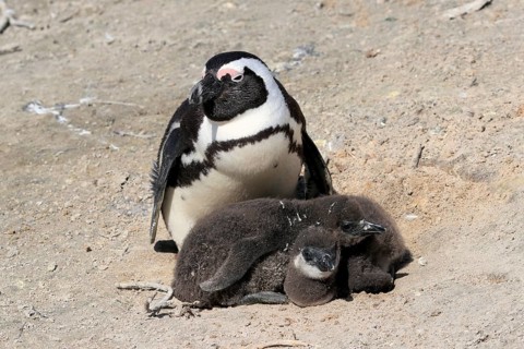 African penguin