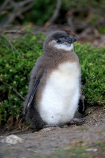 African penguin