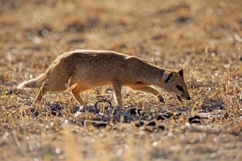 Yellow mongoose