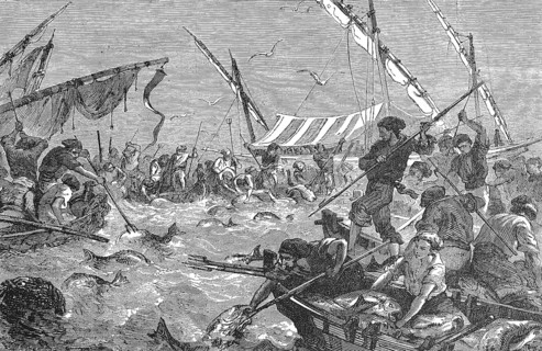 Tuna hunting with harpoons