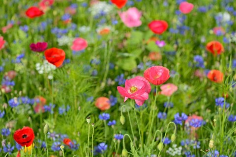 Flowering strip