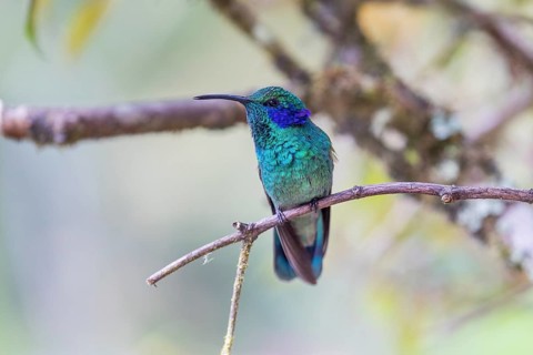 Mexican violetear