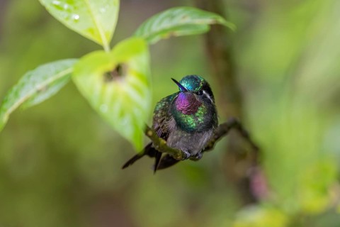 Purple-throated nymph
