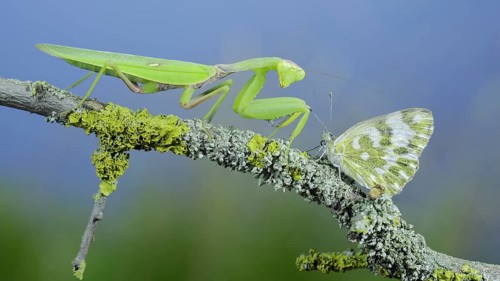 Closeup of Green praying mantis sits on tree branch next to butterfly and looking at on camera. Transcaucasian tree mantis