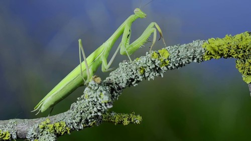 Closeup of Green praying mantis walks along tree branch on green grass and blue sky background. European mantis