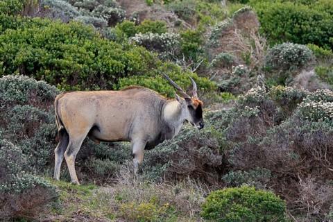 Common eland