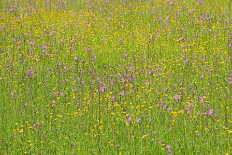 Mountain meadow with wildflowers