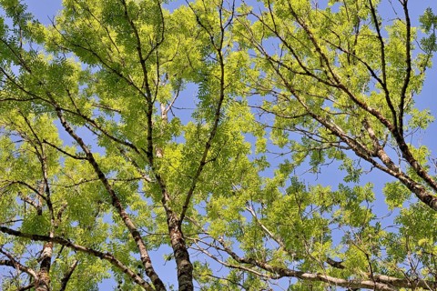 European ash
