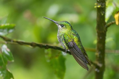 Green-crowned brilliant