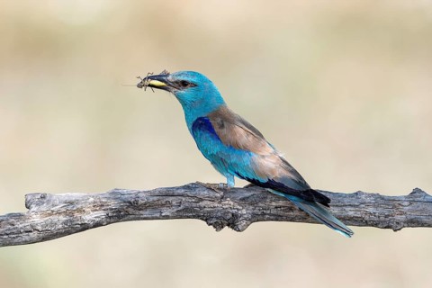 European roller