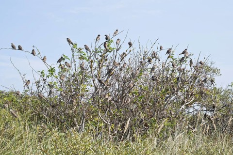 House sparrows