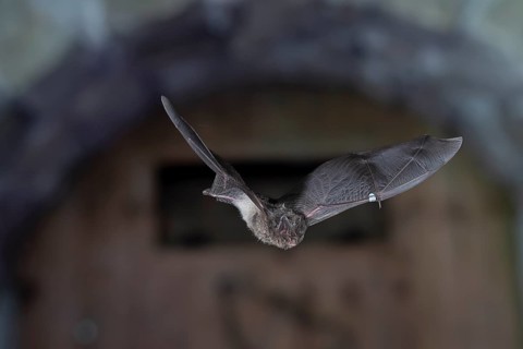 Western barbastelle