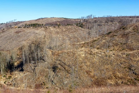 Environmental destruction Climate crisis Climate change Environment Destruction Landscape Nature Forest Dieback at the Brocken in the Harz Mountains