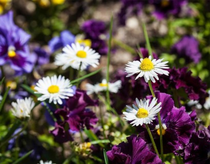 Blooming field flowers