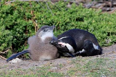 African penguin
