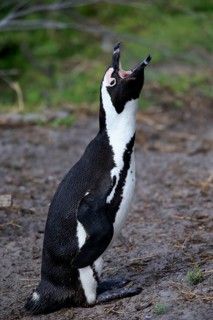 African penguin