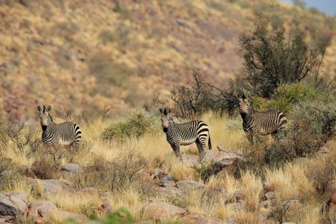 Hartmann's mountain zebra