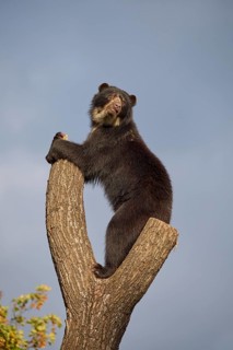 Sun bear