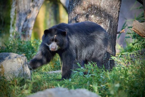 Sun bear