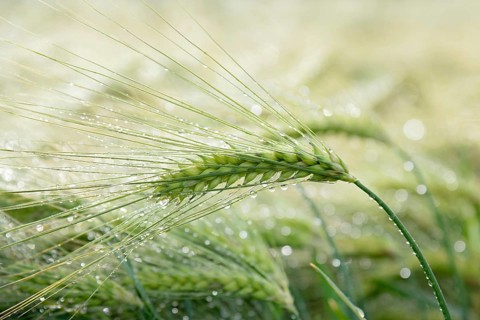 Barley