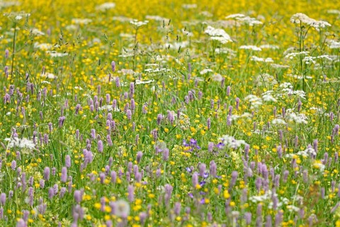 Mountain meadow with wildflowers