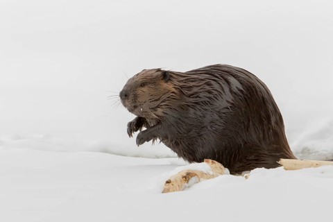 North American beaver
