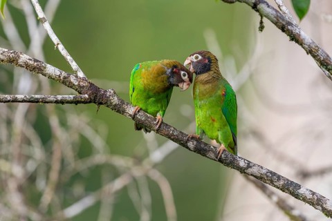 Brown-hooded parrot