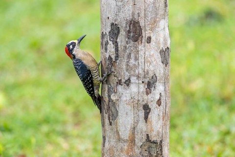 Black-cheeked woodpecker