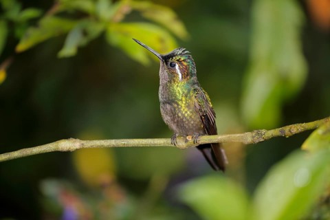 Purple-throated nymph