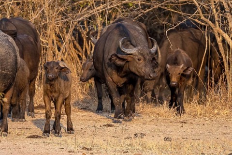 African buffalo