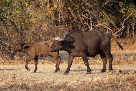 African buffalo