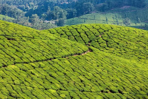 Kerala India travel background