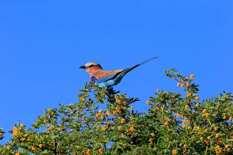 Lilac-breasted roller