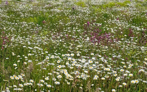 Flower meadow with flowering marguerites