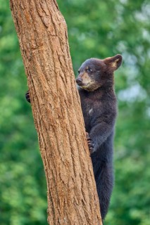 Black bear