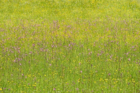 Mountain meadow with wildflowers