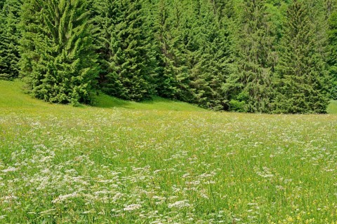 Mountain meadow with wildflowers