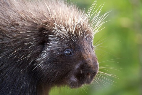 North american porcupine