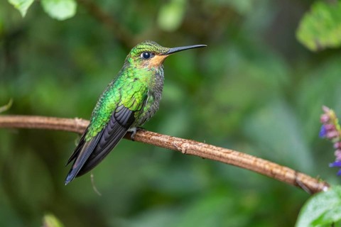 Green-crowned brilliant