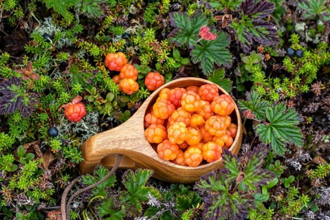 Cloudberries