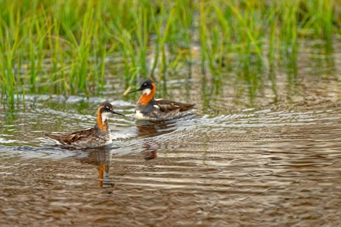 Red-necked phalarope
