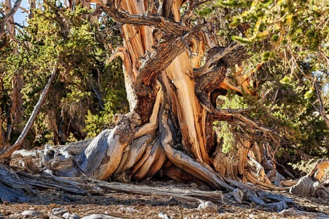 Gnarled log