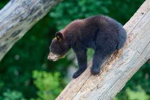 Black bear